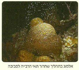 (בספר תרשים)